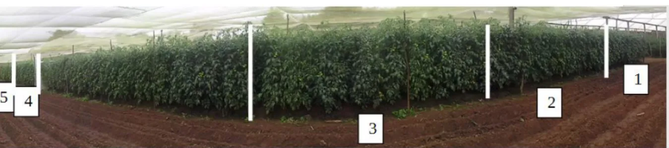 Figura 1. Área experimental e distribuição dos tratamentos 