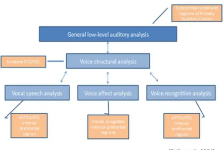 Figure 2: Three partially dissociated functional pathways for voice processing. After the acoustic analysis  of  the  auditory  signal,  vocal  speech,  affect  and  identity  information  are  processed  by  slightly  separate  brain regions