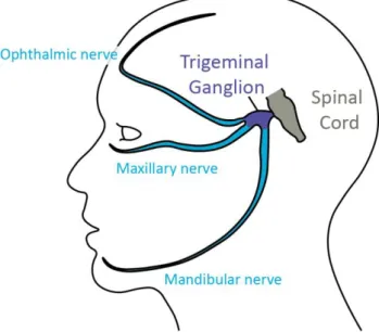 Figure 1.4 Schematic representation of the trigeminal sensory system.  
