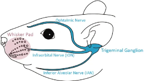 Figure 1.6 Schematic representation of the rodent trigeminal system. 