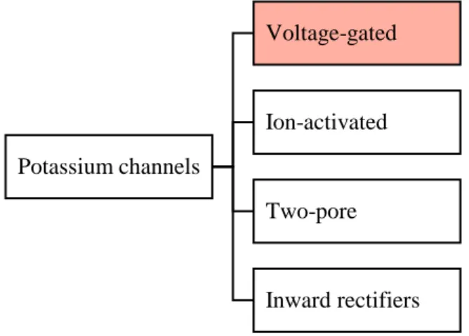 Figure 1.7 Potassium channels classes and gating mechanisms.  