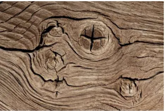 Figura 47 - Defeitos anatómicos / morfológicos da madeira (Velka) 
