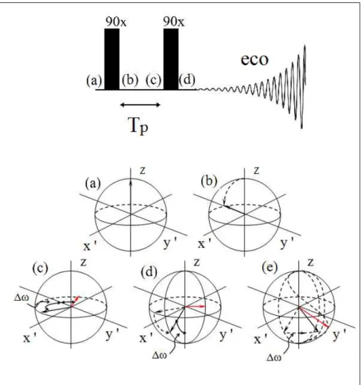 FIGURA 1.  8- Representação do modelo vetorial  proposto por Hahn para descrição do eco  formado por dois pulsos de 90º