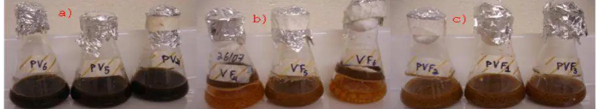 Figura  1.  Tratamentos  em  triplicatas  após  sete  dias  de  incubação:  a)  pó  de  basalto  +  vinhaça (PV);  b)  vinhaça  +  A
