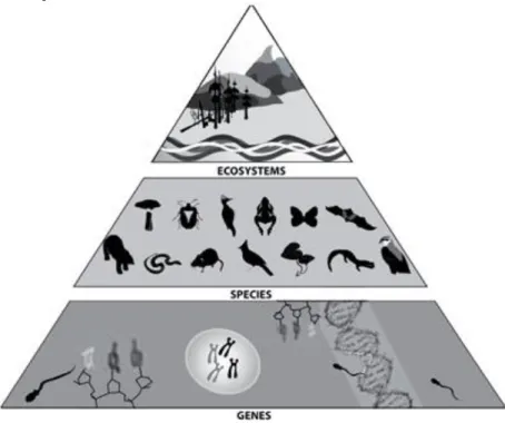 Figura 1: Escala de relação entre os níveis de biodiversidade 