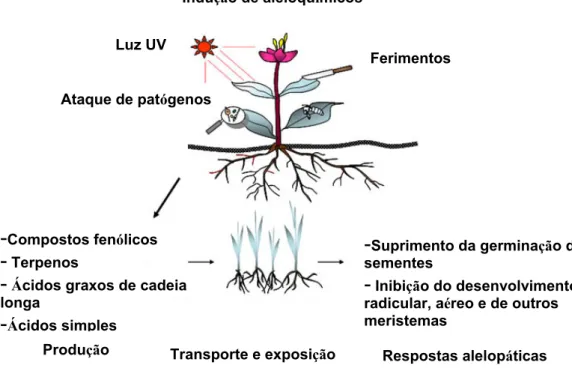 Figura 2. Indução da produção de aleloquímicos nas plantas por fatores abióticos e bióticos  (Kim e Skin, 2004 modificado) 