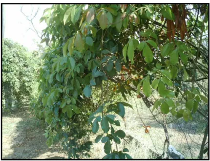 Figura 5.  Indivíduos de Serjania lethalis  fotogrados na  reserva de cerrado da UFSCar  destacando as folhas (Pereira, V.C