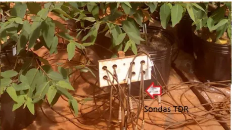 Figura  5:  Sondas  de  TDR  utilizadas  para  o  monitoramento  da  umidade  e  condutividade  elétrica do solo