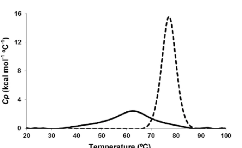 Fig. 1. DSC thermogram showing heat capacity (Cp) versus temperature for  - -La(-) and Lys (- -) protein solutions at 2 mg mL - 1