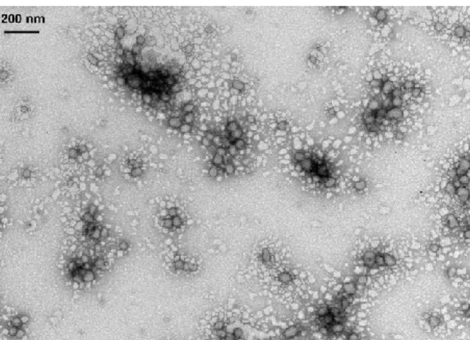 Fig. 8.  TEM image of -LLys supramolecular structures (28 prepared at 2 mg  mL - 1, in a -La:Lys molar ratio of 0.546:1) at pH 11 and heating treatment of 75  o C for 15 min (scale bar = 200 nm, magniﬁcation = 60000 x )