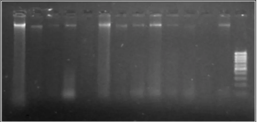 Figura 7. Gel de agarose 1% mostrando as bandas do DNA genômico, extraído de 13  amostras de penas da população de Manaus (AM)
