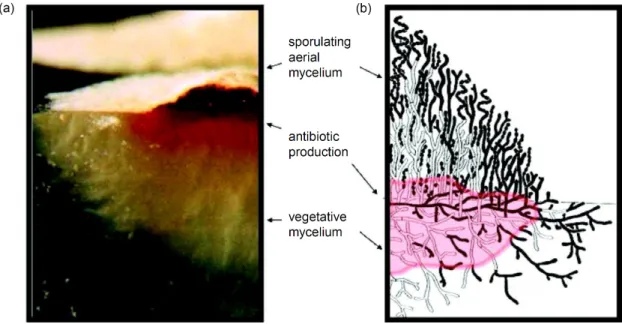 Figure 1. Vertical sections through a Streptomyces colony. Photograph (a) and scheme (b) of colony growing on  agar