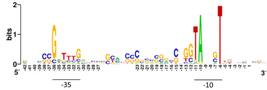 Figure  5.  Representation  of  conserved  sequence  in  promoters  associated  with  transcriptional  machinery  in  Streptomyces