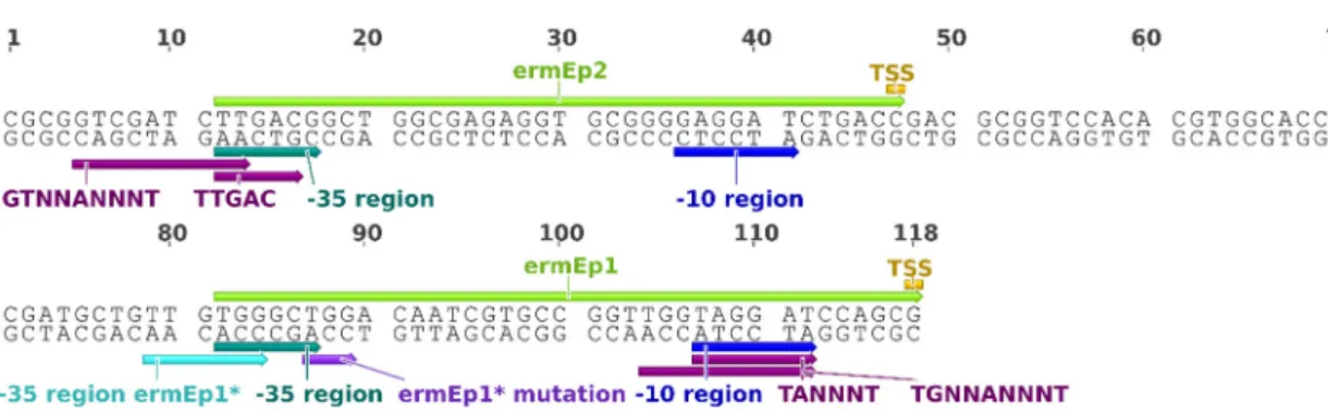 Figure  7.  Representation  of  the  SF14  promoter.  The  motifs  associated  with  core  sequences  of  Streptomyces’ 