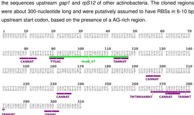 Figure 11. Representation of the genomic region upstream of rpS12 in S griseus. The promoter activity of this region  was assessed by Shao et al [88]