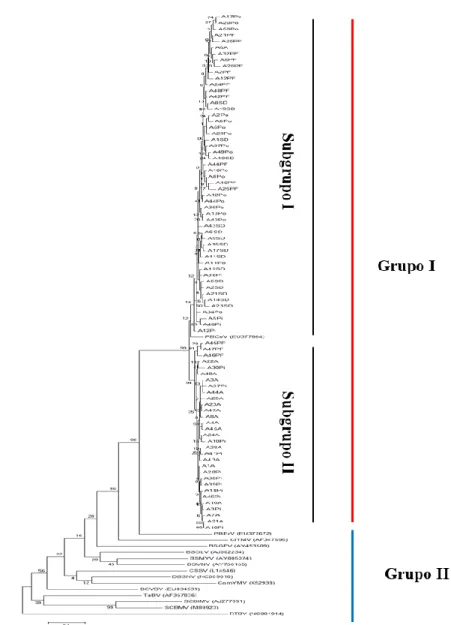 Figure  2.  Phylogenetic  tree  of  Maximum  Likelihood  based  in  sequences  of  the  RT/RNaseH  region  of  the  isolates  of  Pineapple  bacilliform  CO  virus  obtained  in  the  present  study  and  other  species  of  Badnavirus  available  in  the 
