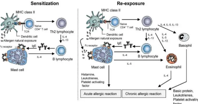 Figure  1.7  –  Allergic  asthma  pathophysiology  representation  of  sensitization  and  re- re-exposure 44 (CD- Cluster of Differentiation; IL- Interleukin; TCR- T-cell receptor )
