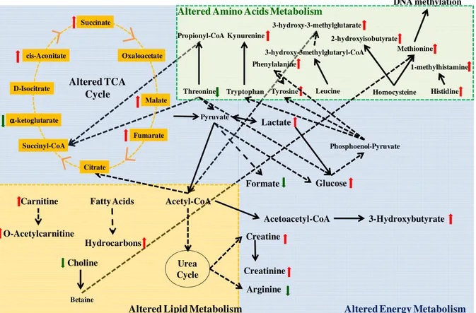 Figure 1.8 – Main altered biochemical pathways in asthma 53 . 