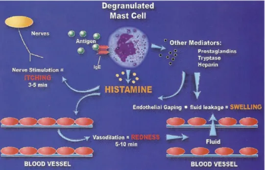 Figure 1.14 - Role of histamine in allergic reaction 93 . 