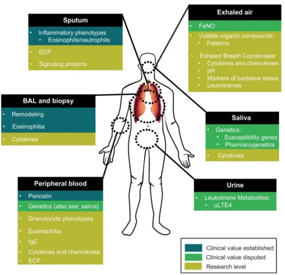 Figure 1.18 – Asthma biomarkers overview: present and future? 135  (ECP- Eosinophil Cationic  Protein; FeNO- Fractional exhaled nitric oxide;  uLTE- Urinary Leukotriene;) 