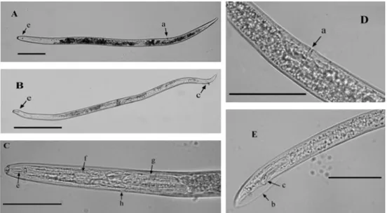 Figure 1.1 Morphological characters of P. goodeyi. Female (A) and male (B). Stylet with large basal  knobs and oesophagus (C), vulva position in female (D), spicules and bursa enveloping the male tail  (E)