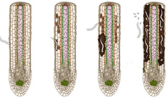 Figure 1.2 Drawing representing infection by the root-lesion nematode P.  goodeyi.  Nematode  penetration, migration, feeding and root lesion development (Adapted from Jones &amp; Fosu-Nyarko  2014).
