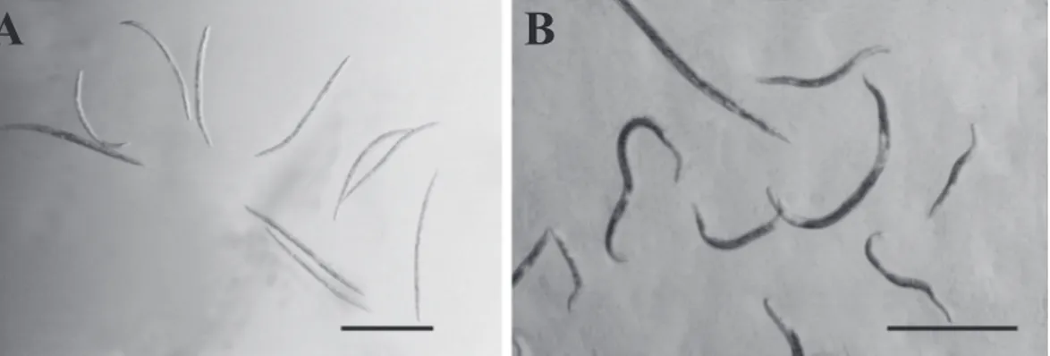 Figure 4.2 Nematode activity after two days in aqueous extracts from fresh S. nigrum at 10 mg/mL  plant concentration (A) and in water as control (B)