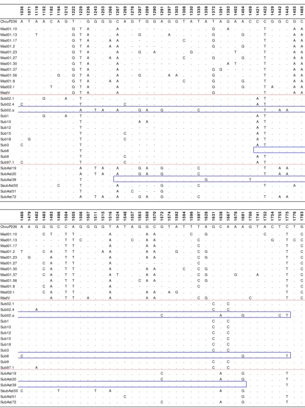 Figure 5.1. continues from previous page.  1036 1071 1119 1152 1182 1194 1212 1222 1229 1236 1243 1253 1266 1267 1269 1278 1287 1289 1290 1291 1297 1303 1308 1330 1335 1359 1372 1391 1393 1402 1404 1409 1421 1422 1429 1442 1443 1455 1465 ChcuP236 A T A A C