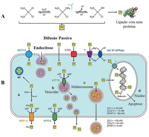 Figura 16 - Diagrama dos mecanismos que afectam e controlam  a acumulação  celular dos  quimioterapêuticos de platina, exemplificado para a cisplatina (adaptado das referências [63, 65])