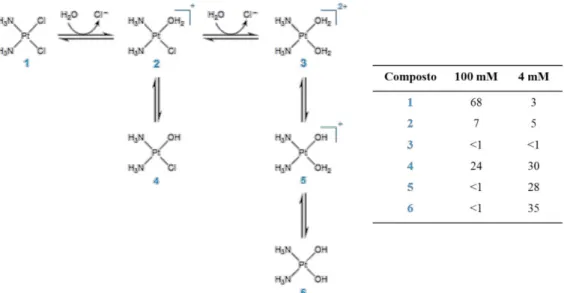 Figura 18 - Interacção da cisplatina com as bases nucleotídicas do ADN: (A) ligação cruzada  intracadeia,  (B)  ligação  cruzada  intercadeia,  (C)  aducto  monofuncional  e  (D)  complexo  proteína-cisplatina-ADN