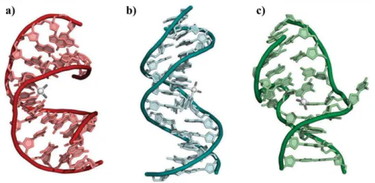 Figura 19 - Estrutura do ADN contendo diferentes tipos de aductos de cisplatina: a) ligação  cruzada 1,2- intracadeia; b) ligação cruzada 1,3- intracadeia e c) ligação cruzada intercadeia [70]