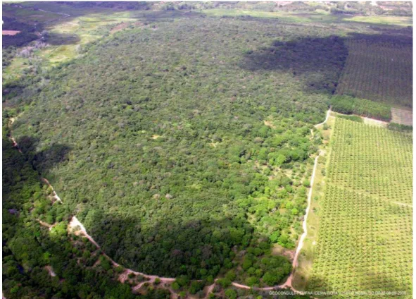 Figure  1 .  Aerial  view  of  the  study  landscape.  The  large  patch  is  an  Atlantic  forest  remnant