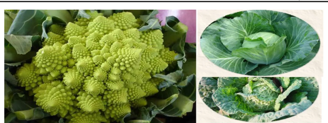 Figura 8: Brassica oleracea (Brassicaceae), espécie amplamente utilizada nos estudos  botânicos para identificar a dinâmica caótica através dos fractais na sua morfologia