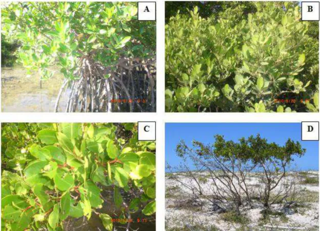 Figura  5.  Representação  das  características  peculiares  dos  quatros  gêneros  de  mangue: A: Rhizophora; B: Avicennia; C: Laguncularia; D: Conocarpus
