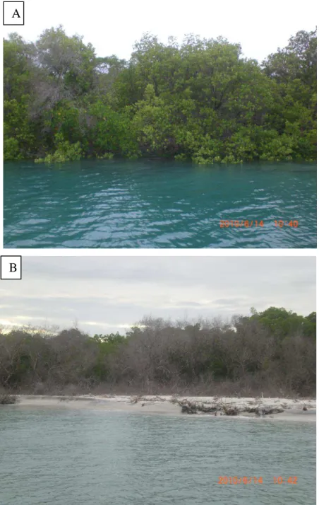 Figura 8: Trecho do manguezal de Diogo Lopes (A e B), a figura B evidencia a  devastação do manguezal por causas naturais