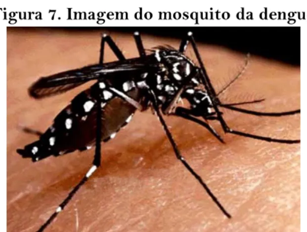 Figura 7. Imagem do mosquito da dengue 