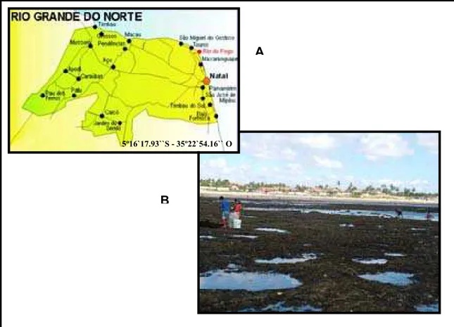 Figura 02: Local de coleta de G. birdiae: A - Localização do Município de Rio do Fogo/RN