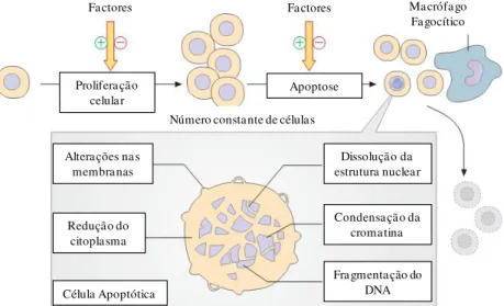 Figura 2: Esquema representativo dos processos de proliferação celular e da apoptose.  [8]