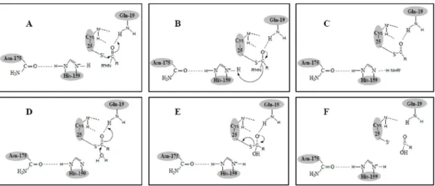 FIGURA 1.10- Mecanismo catalítico das cisteíno-proteases similares à papaína.