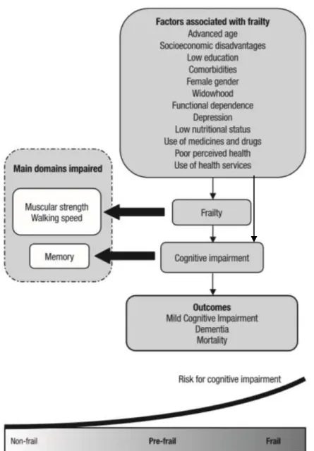 Figura 4. Modelo da associação entre fatores, fragilidade, comprometimento cognitivo e  desfechos em idosos