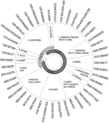 FIGURE 1.4 – Beer flavour wheel showing the class terms and first-tier terms. (Adapted from (15)) 