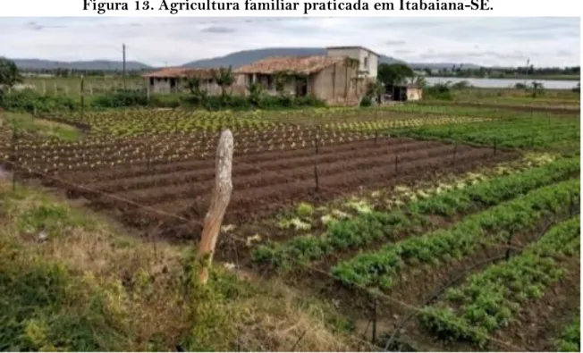 Figura 13. Agricultura familiar praticada em Itabaiana-SE. 