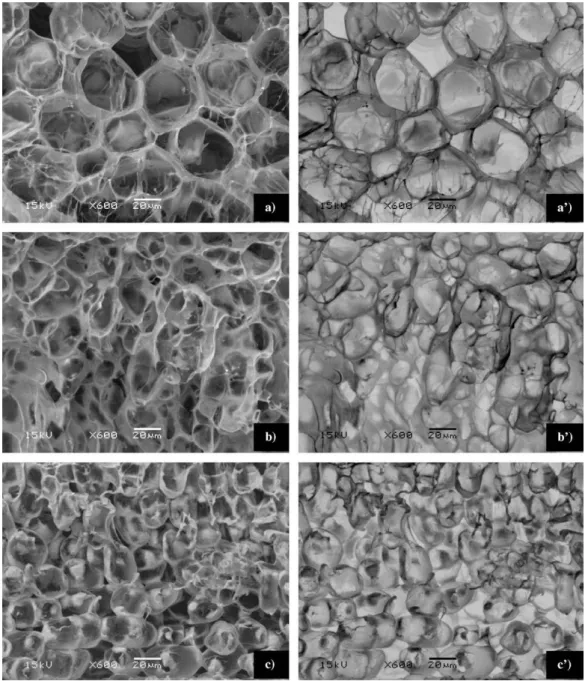 Fig. 5. SEM micrographs of watercress cross section tissue at 600 magniﬁcation level: (a) raw watercress; (b) water impregnated watercress; (c) AFP-I impregnated watercress