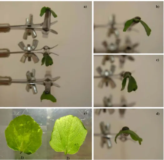 Fig. 6. Wilting test effect and colour observation on thawed watercress leaves. (a) Overall view; (b) raw sample; (c) water impregnated sample; (d) AFP-I impregnated sample; (e) 1- raw watercress, 2- AFP-I impregnated watercress.