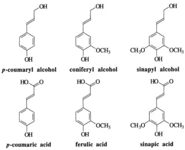 Figure 1-5 Chemical structure of lignin precursors 