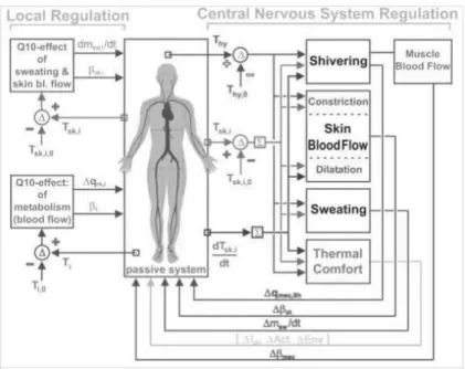 Figura 5: Sistema de termorregulação do corpo humano utilizado no modelo UTCI-Fiala (Fiala et al., 2011)