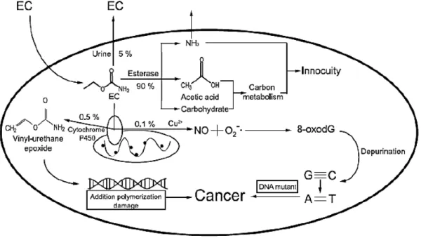 Fig. 5  –  Carcinogenesis metabolism of EC (adapted from Hübner (50)). 