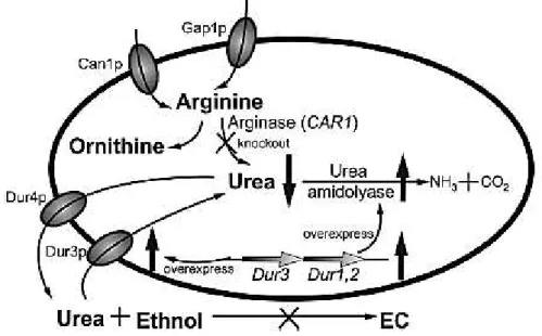Fig. 6 – Diagram of the two approaches used in metabolic engineering methods for EC elimination