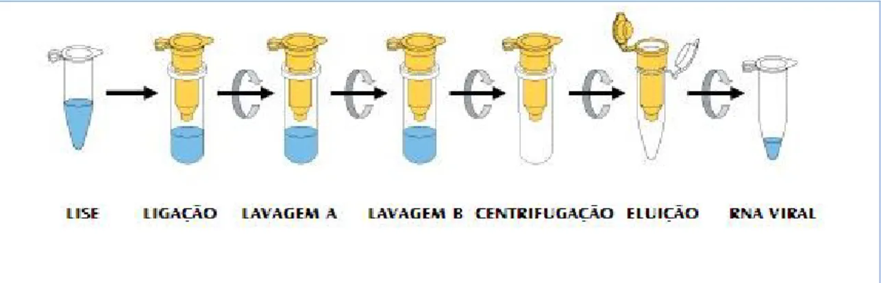 Figura  12.   Pro ce dime nto   de   e xtracção   de   RNA  viral  utilizando   um a  co luna  e   o   QIAam p  Viral  RNA  Mini Kit®  (QIAGEN) [73]