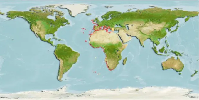 Figura  2  –  Mapa  da  distribuição  mundial  do  chicharro,  Trachurus  picturatus  (Bowdich,  1825)  (Aquamaps, 2013)